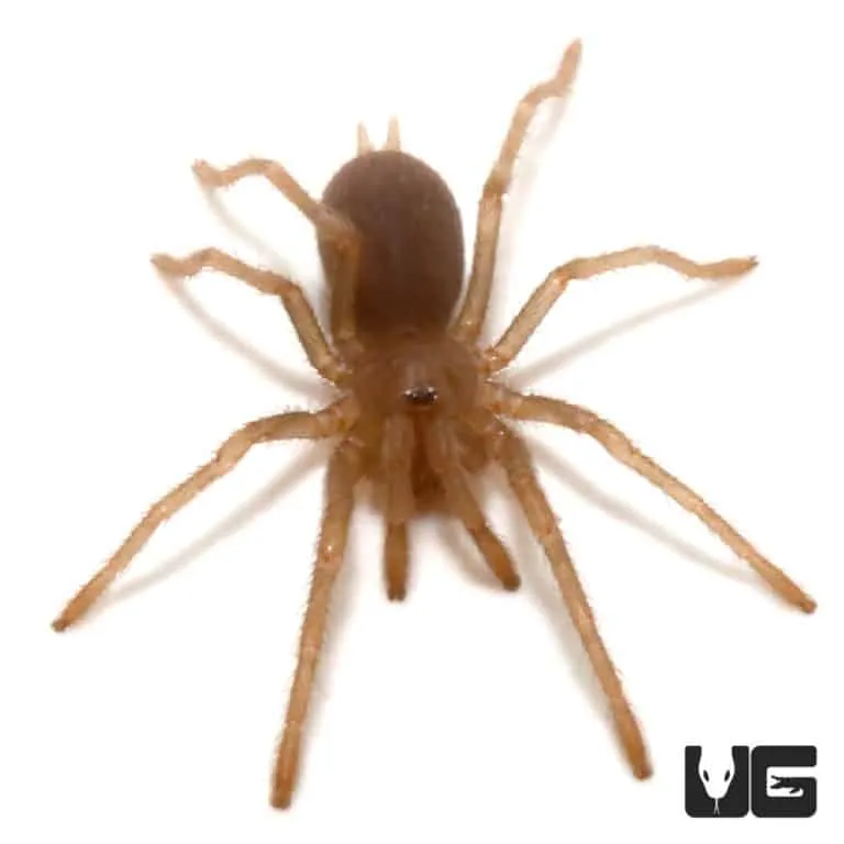 /img/20598-tarantula-handling-safety.webp
