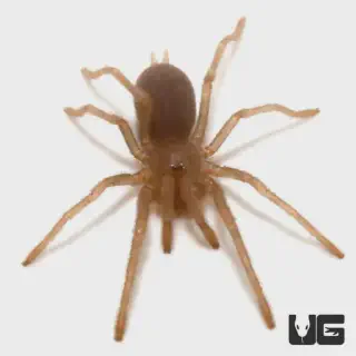 /img/20598-tarantula-handling-safety.webp