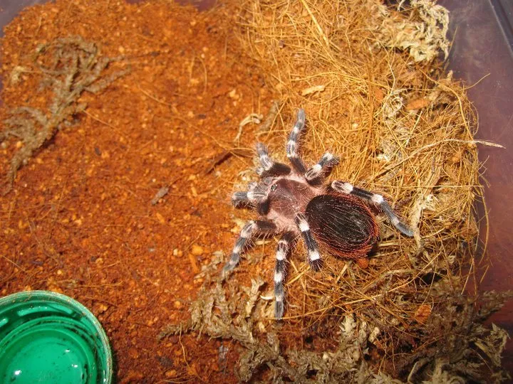 20598 tarantula leg span