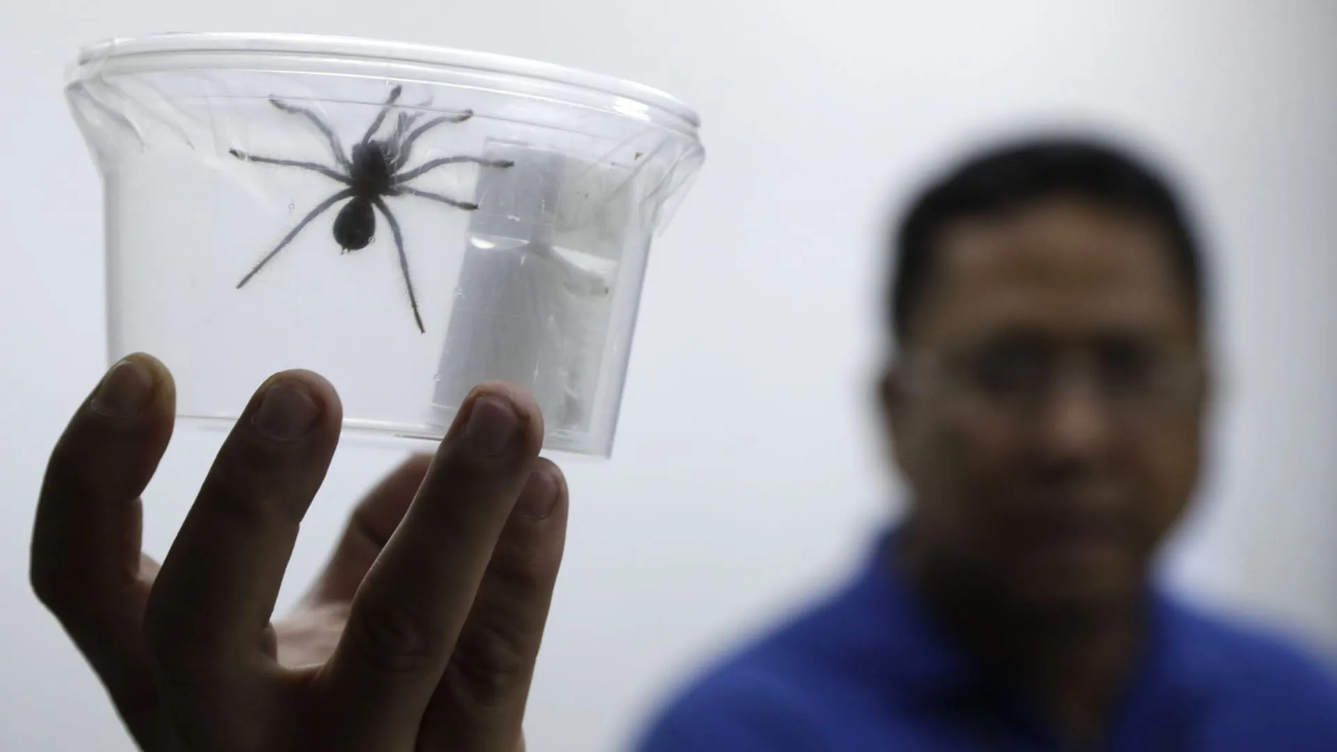 20598 tarantula molting