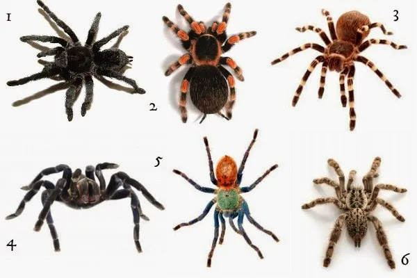20598 tarantula species philippines