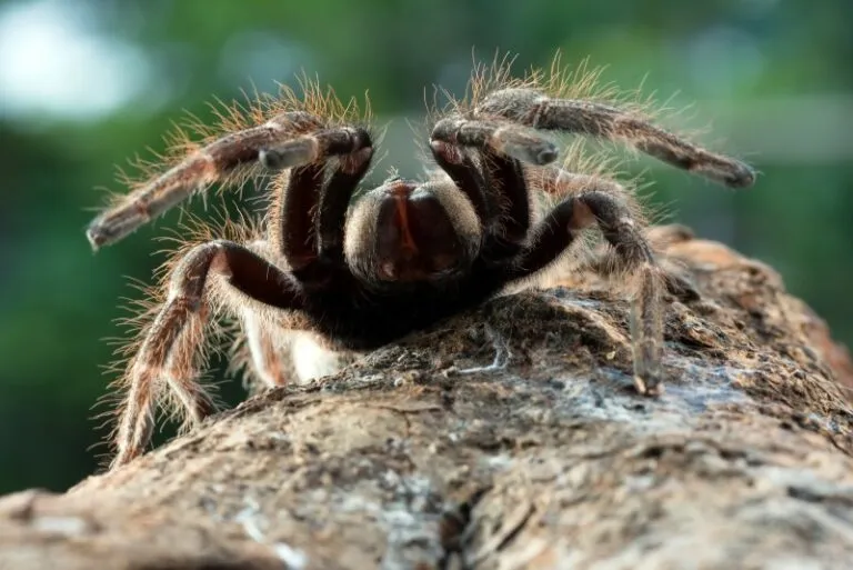 20599 tarantula fast names