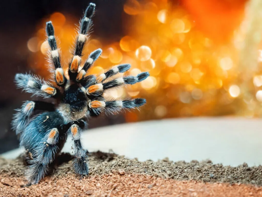 /img/20599-tarantula-remembering-names.webp
