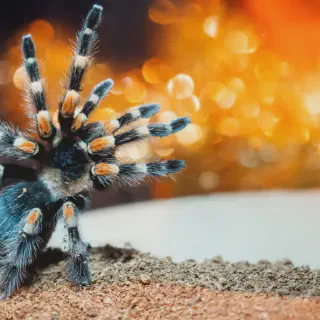 /img/20599-tarantula-remembering-names.webp
