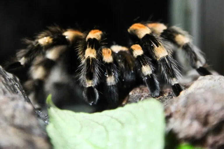 20599 tarantula spooky names