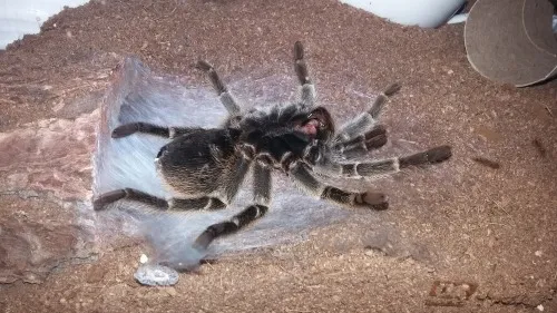 20602 darkening abdomen tarantula