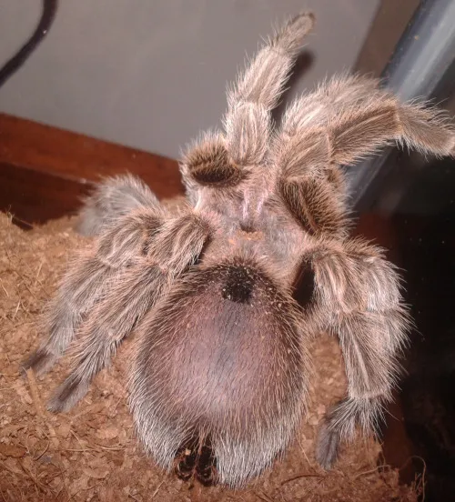 20602 lethargic tarantula