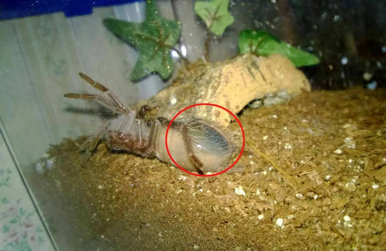 20602 newly molted tarantula