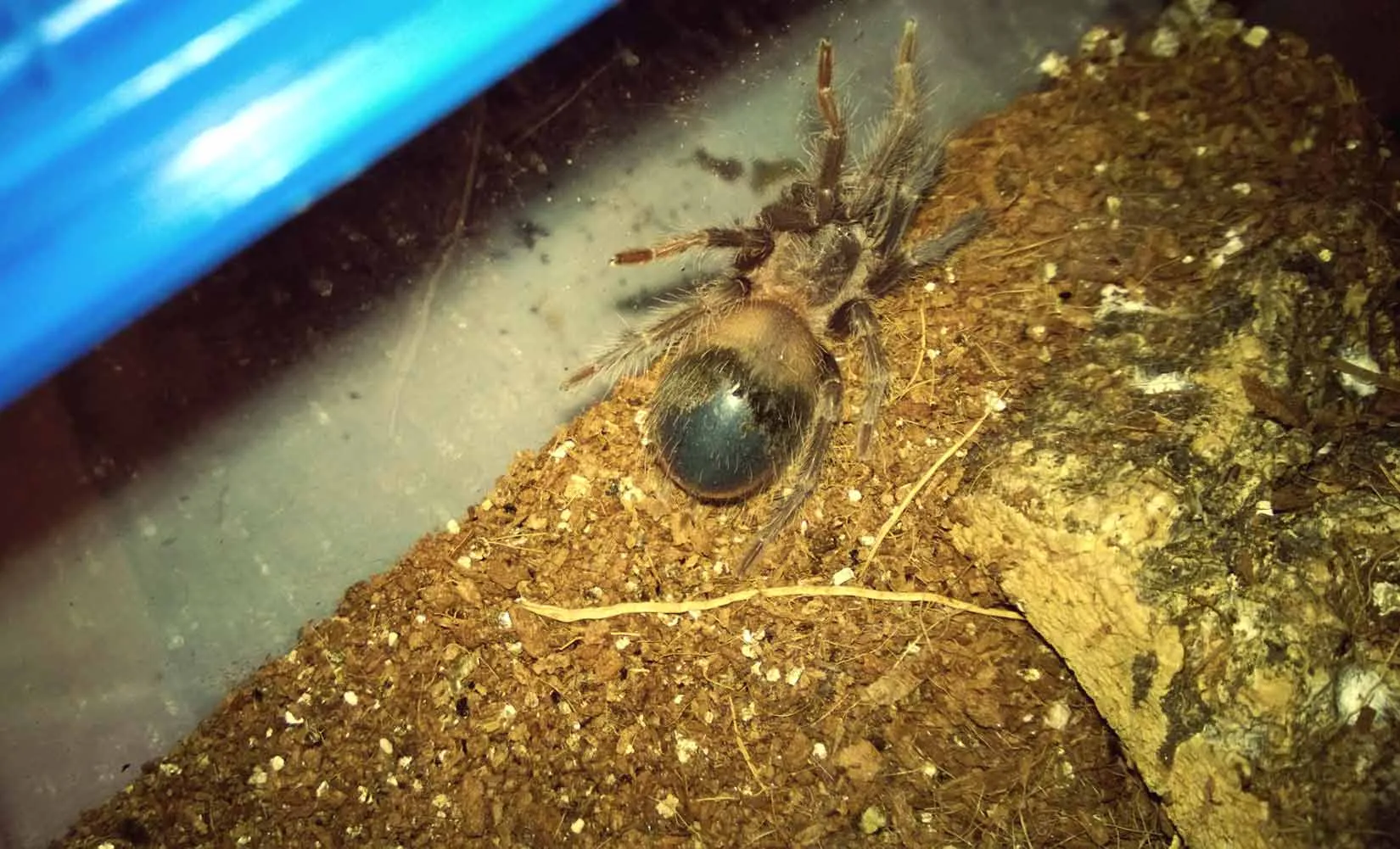 /img/20602-tarantula-species-variations.webp