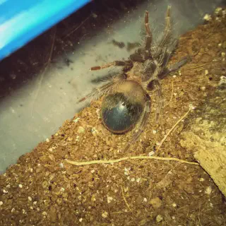 /img/20602-tarantula-species-variations.webp