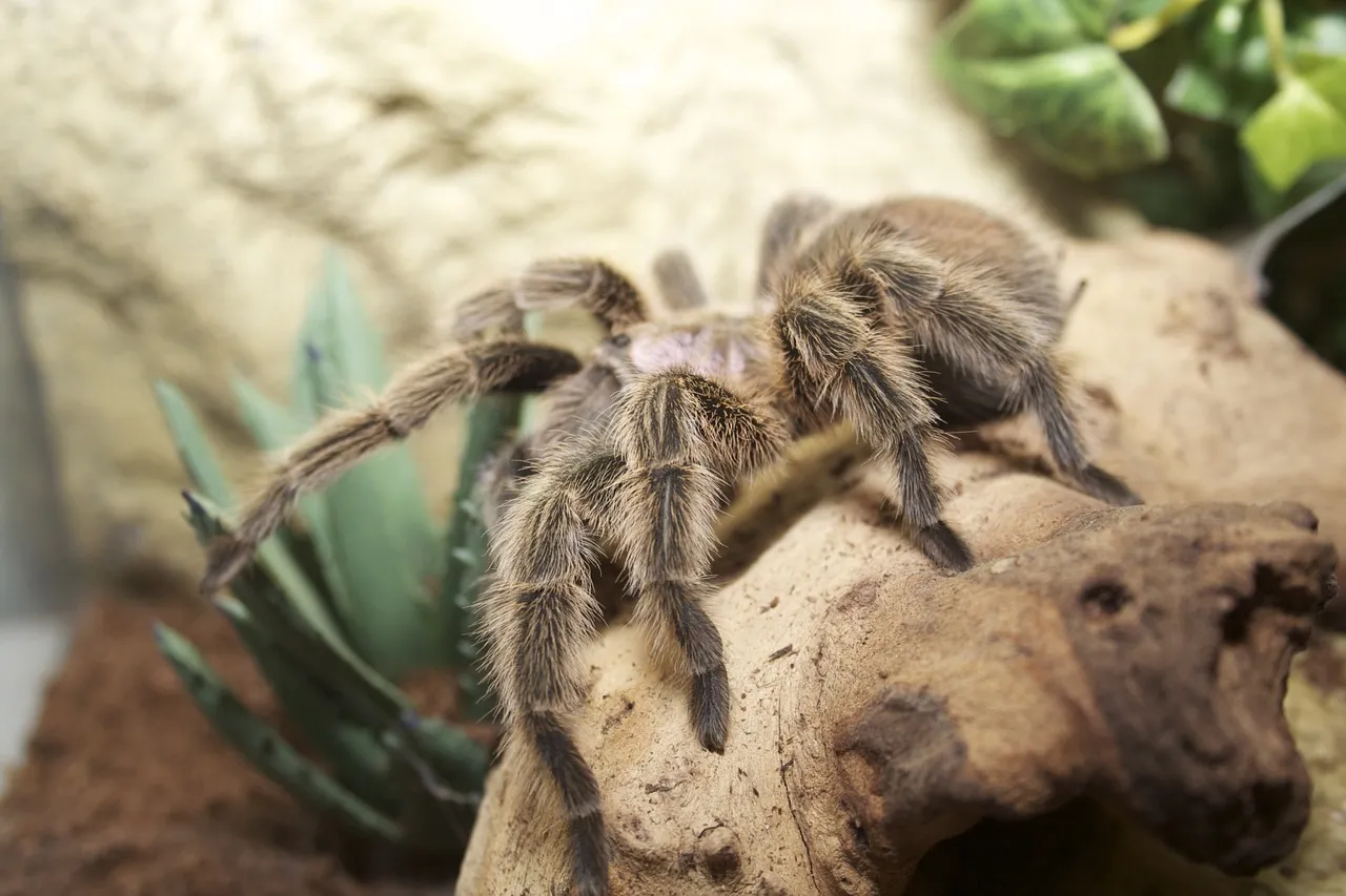 20604 chilean rose tarantula illness