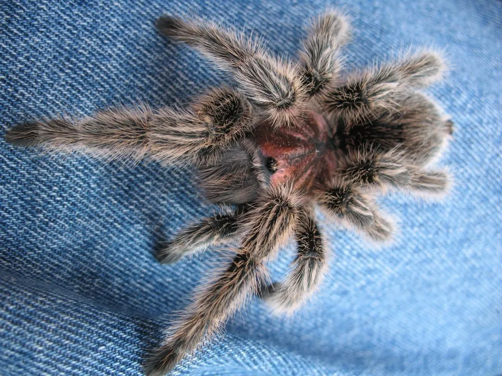 20604 chilean rose tarantula prey