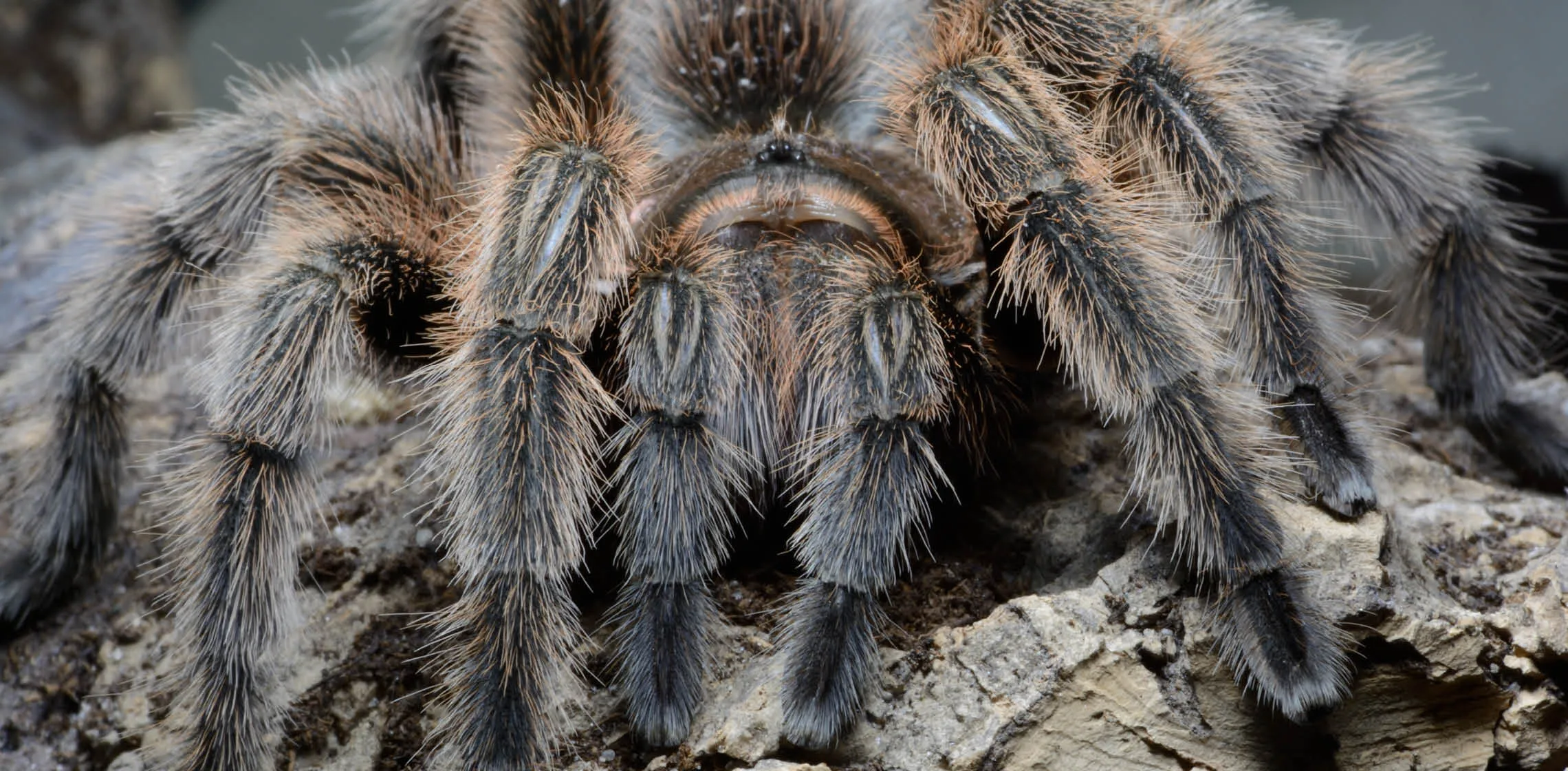/img/20604-chilean-rose-tarantula-water.webp