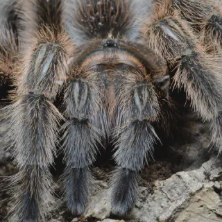 /img/20604-chilean-rose-tarantula-water.webp