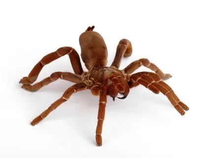 20605 king tarantula deal 1