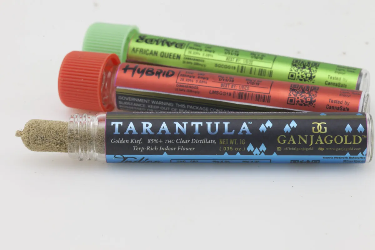 20605 strain selection king tarantula