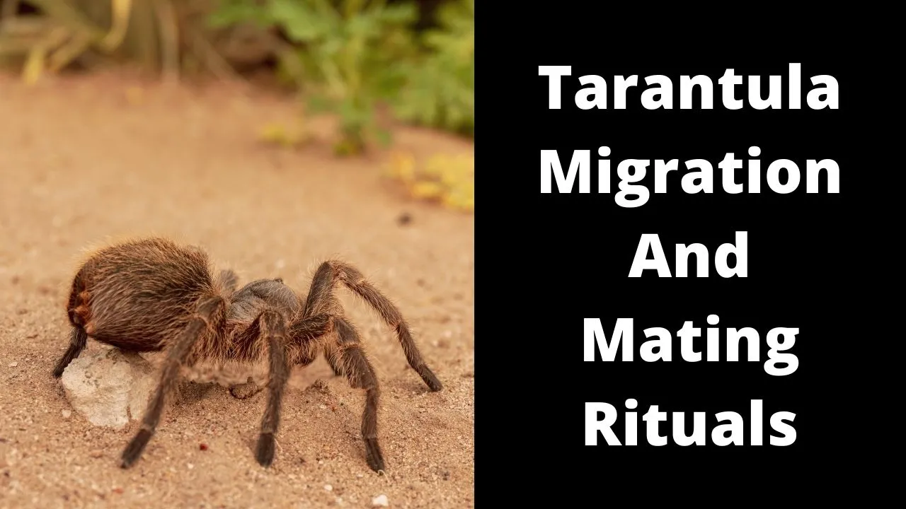 20607 tarantula mating ritual