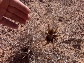 20607 tarantula migration season