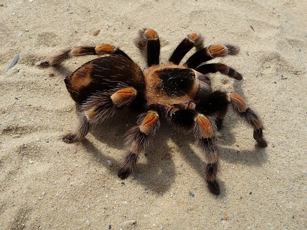 /img/20607-tarantulas-beneficial-predators.webp
