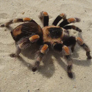 /img/20607-tarantulas-beneficial-predators.webp