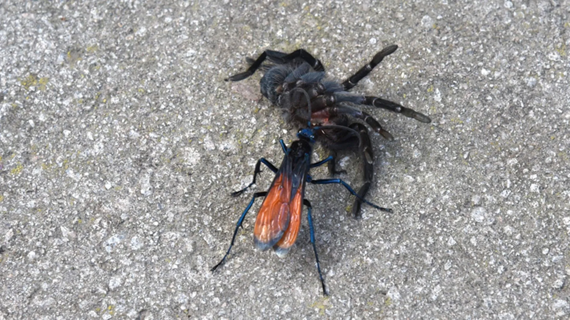 20609 tarantula hawk wasp close up