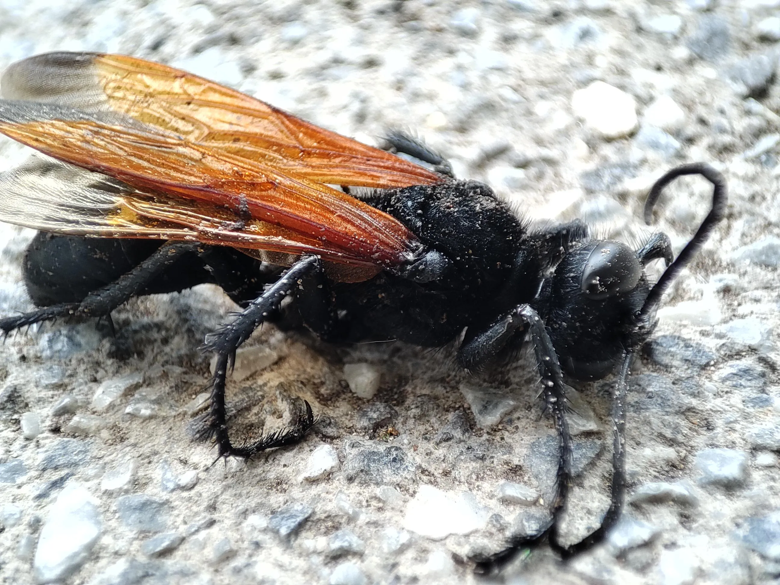20609 tarantula hawk wasp hunting tarantula
