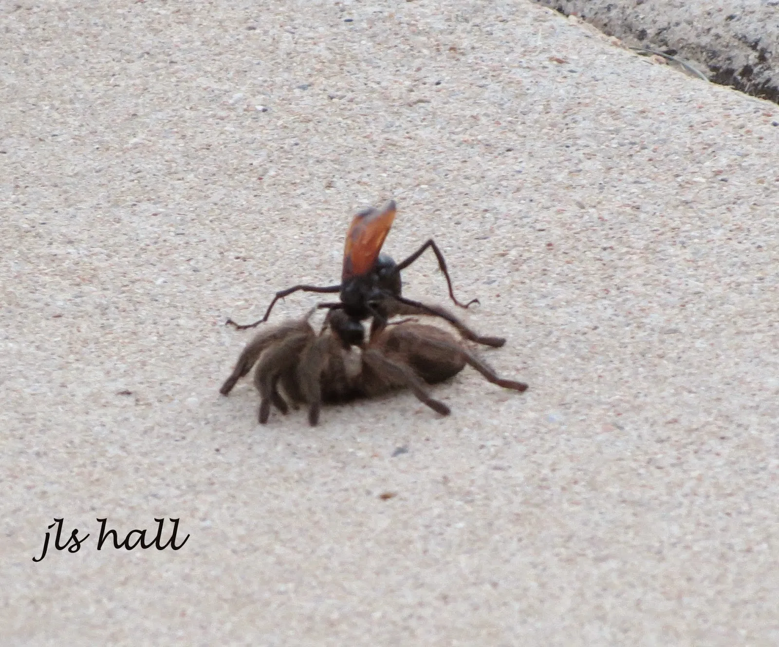 20609 tarantula hawk wasp nest