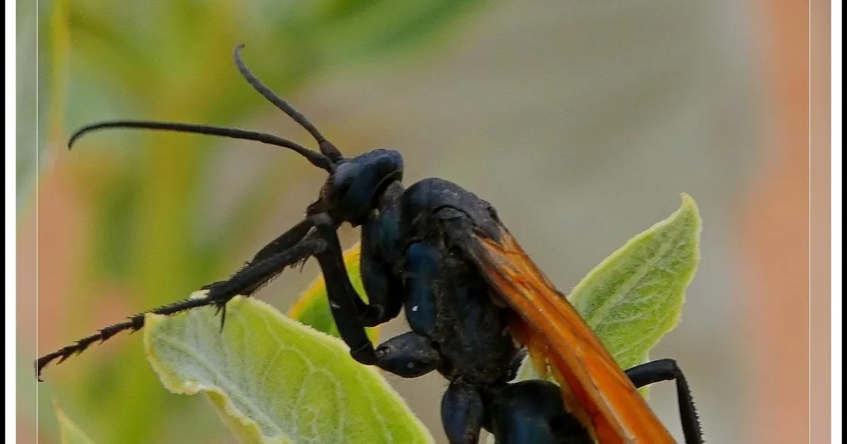 20609 tarantula hawk wasp sting
