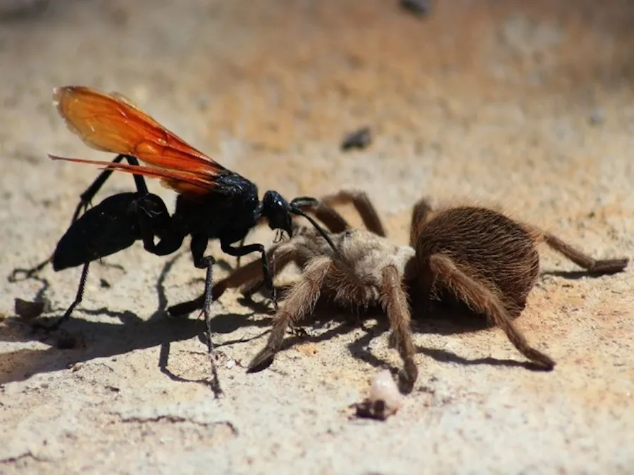 /img/20609-tarantula-hawk-wasp-warning.webp