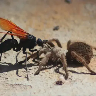 /img/20609-tarantula-hawk-wasp-warning.webp