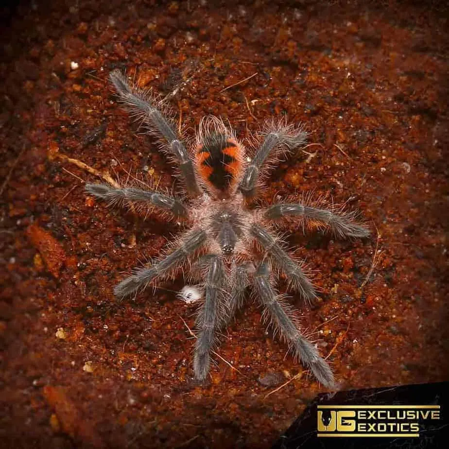 20612 mascara birdeater tarantula enclosure