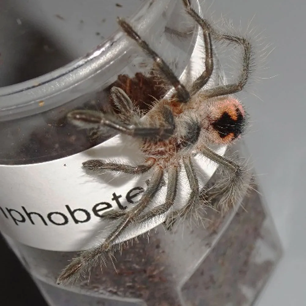 20612 mascara birdeater tarantula feeding