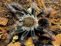 20612 mascara birdeater tarantula habitat