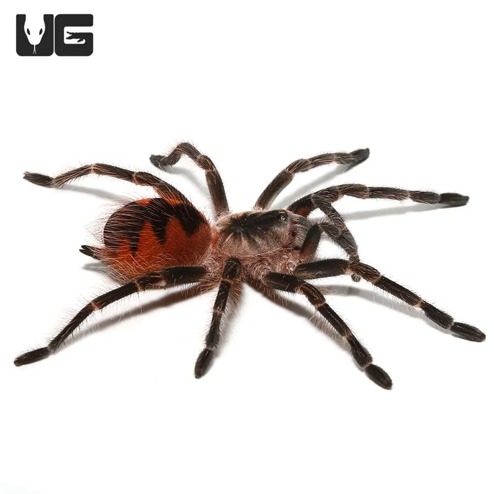 20612 mascara birdeater tarantula handling