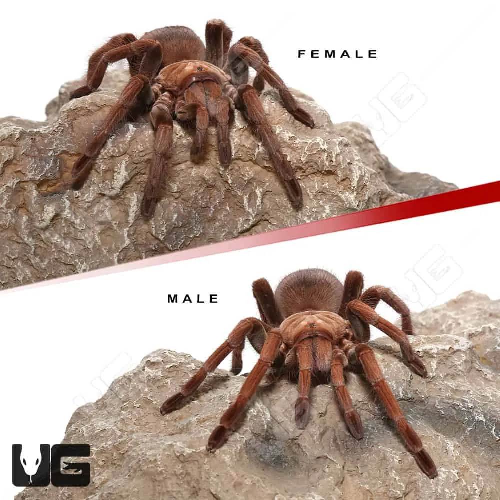 /img/20612-mascara-birdeater-tarantula-health.webp