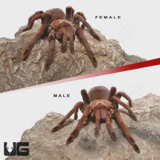 /img/20612-mascara-birdeater-tarantula-health.webp
