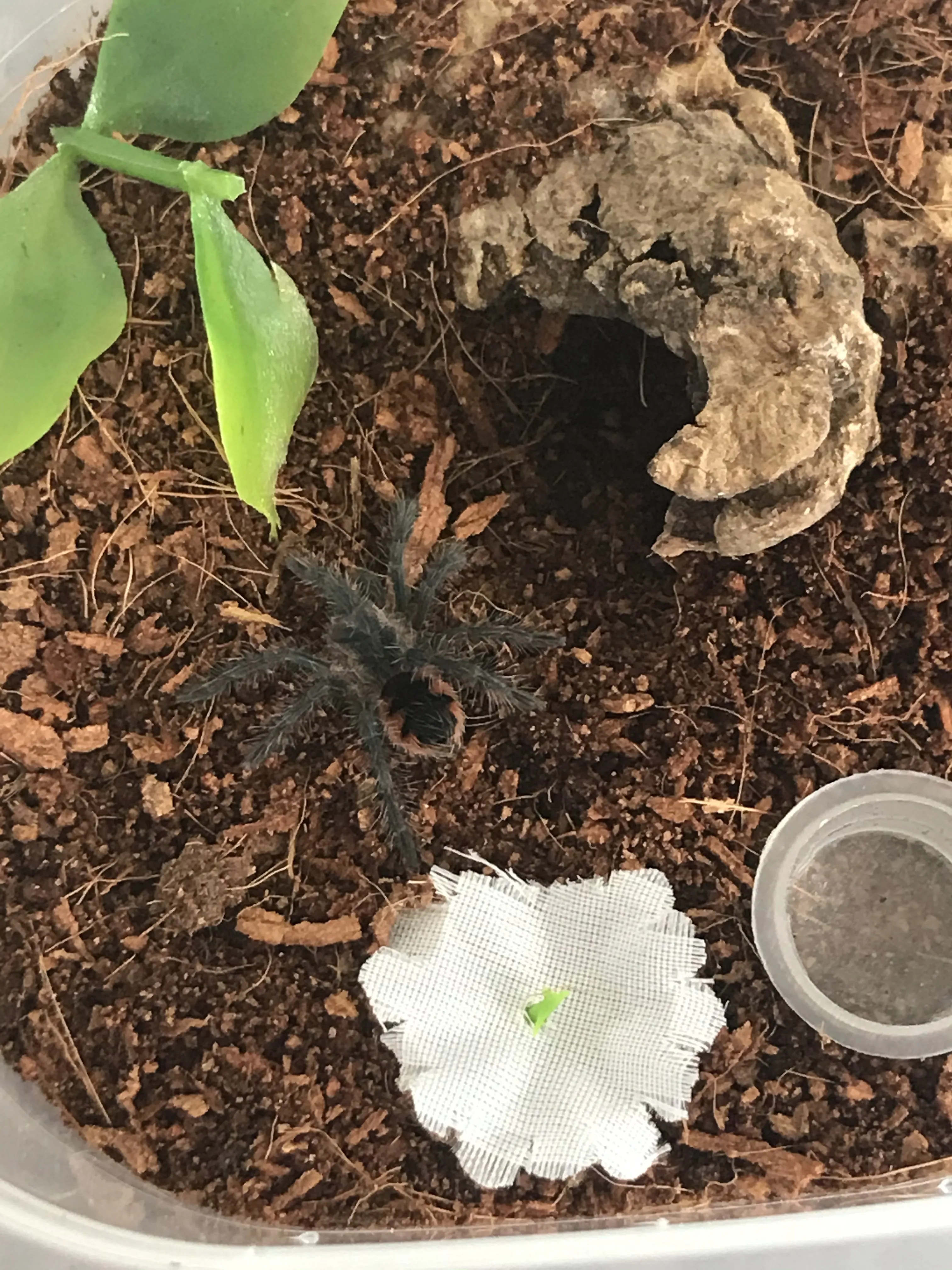 20612 mascara birdeater tarantula overview