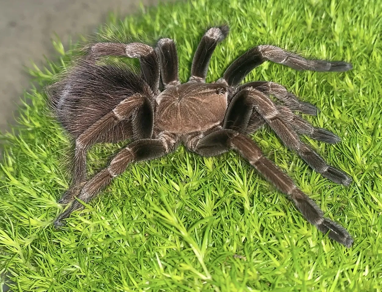 20612 mascara birdeater tarantula size