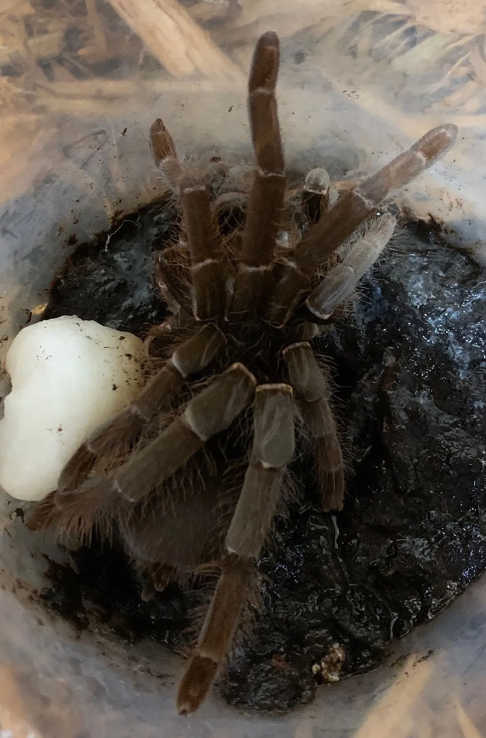 /img/20613-baboon-tarantula-environment.webp