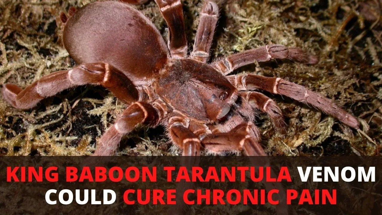 20613 baboon tarantula identification