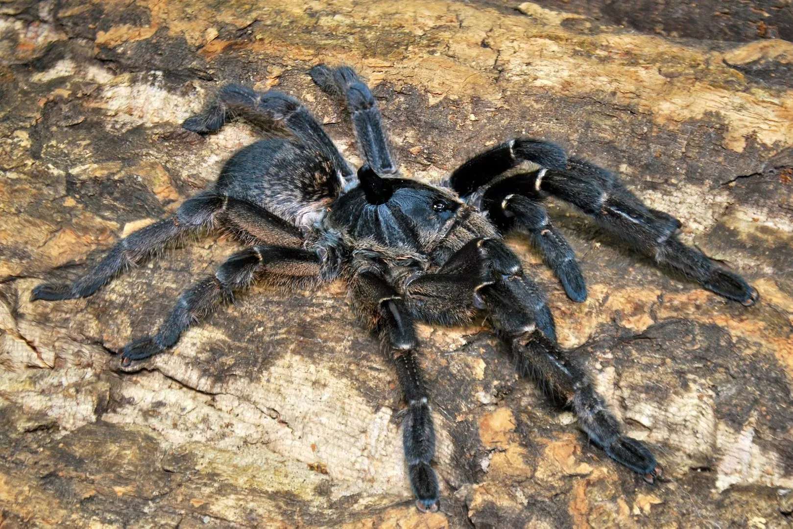 20613 baboon tarantula venom composition
