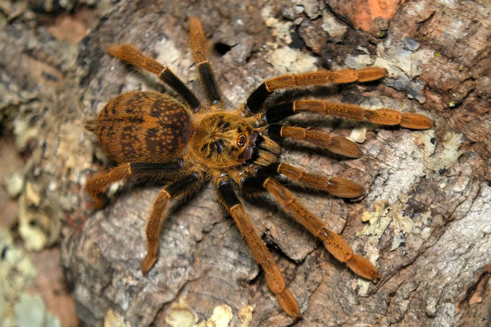 20613 first aid tarantula bite