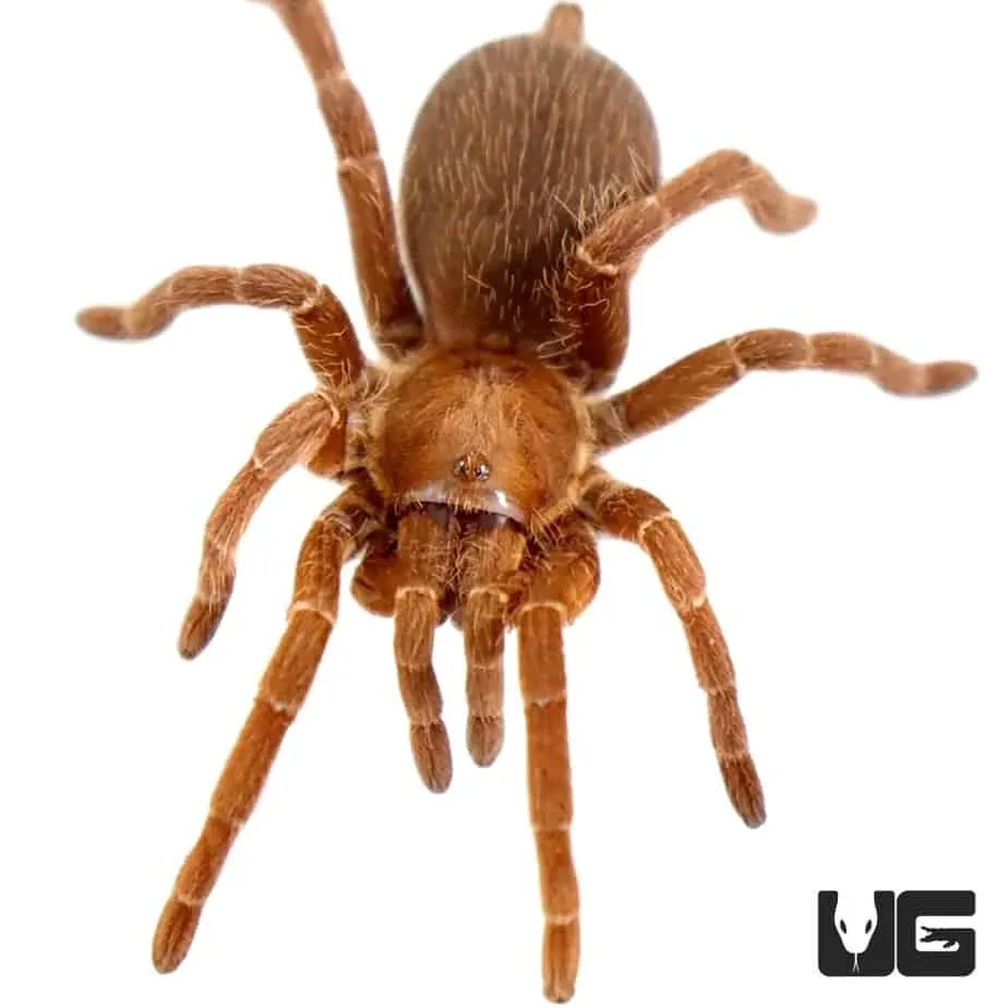 20613 medical treatment baboon tarantula