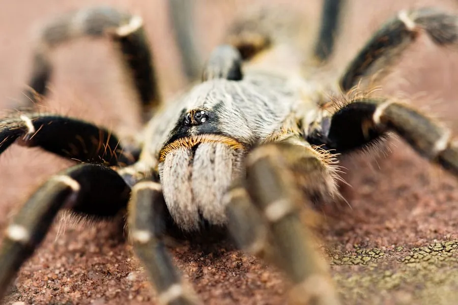 20613 safe handling tarantulas