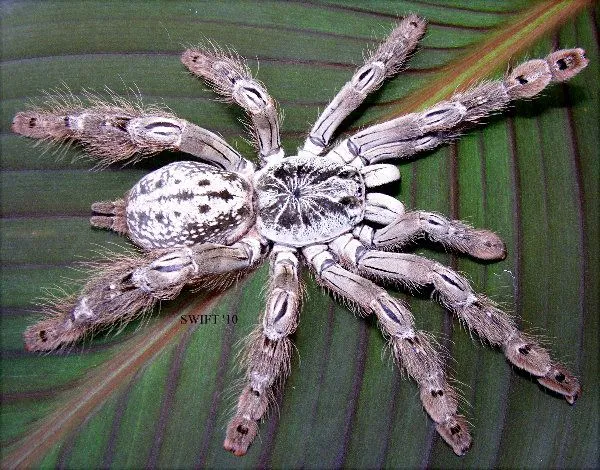 20613 tarantula bite recovery