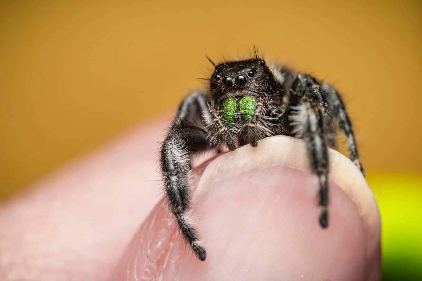 20614 female tarantula response