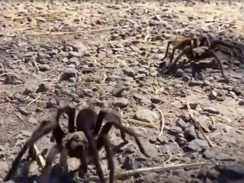 /img/20614-spiderlings.webp