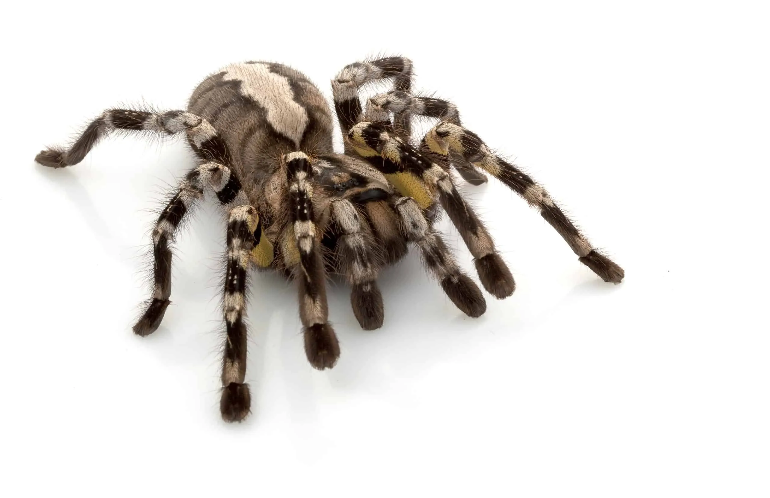 20614 tarantula mating