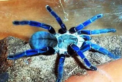 20619 cobalt blue tarantula uk colour