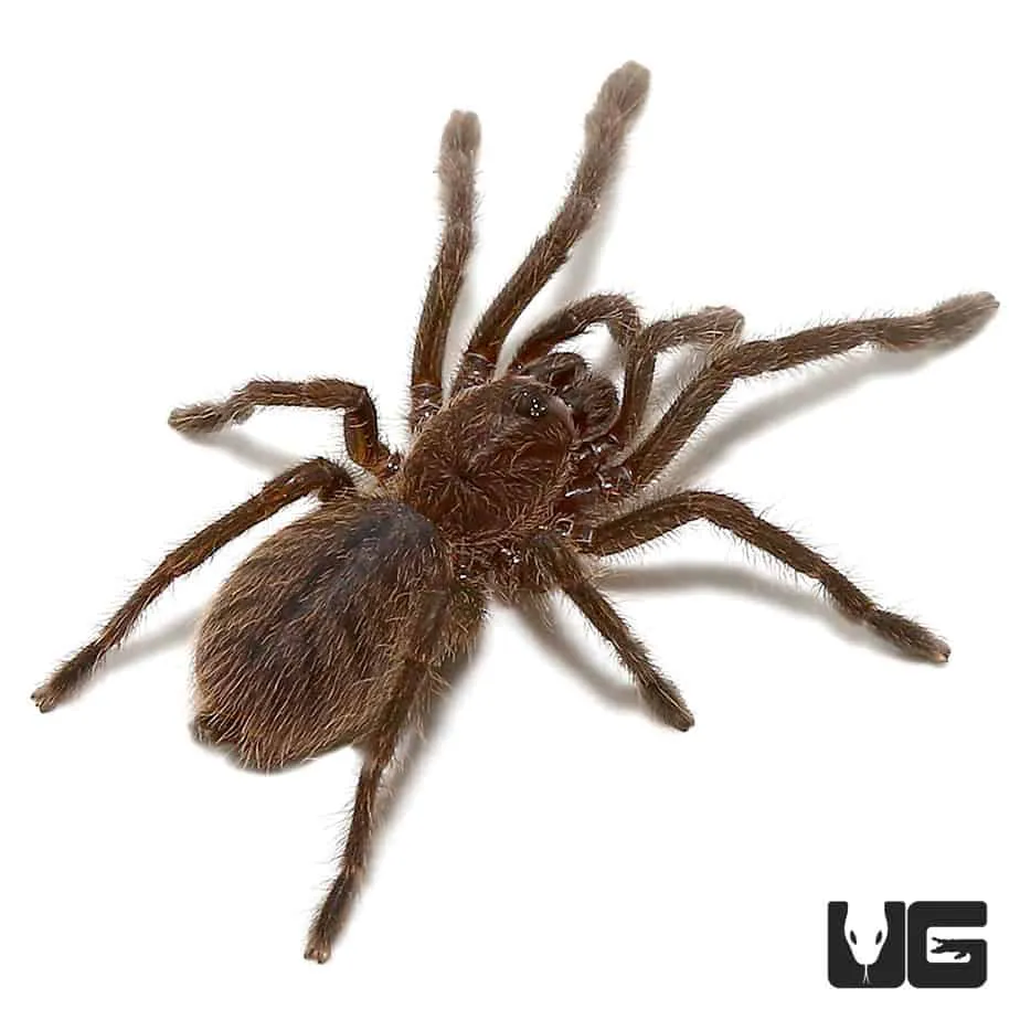 20619 cobalt blue tarantula uk feeding